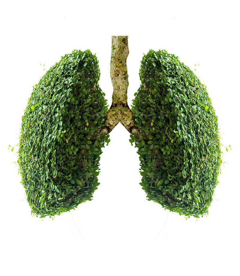 Tree-Lungs